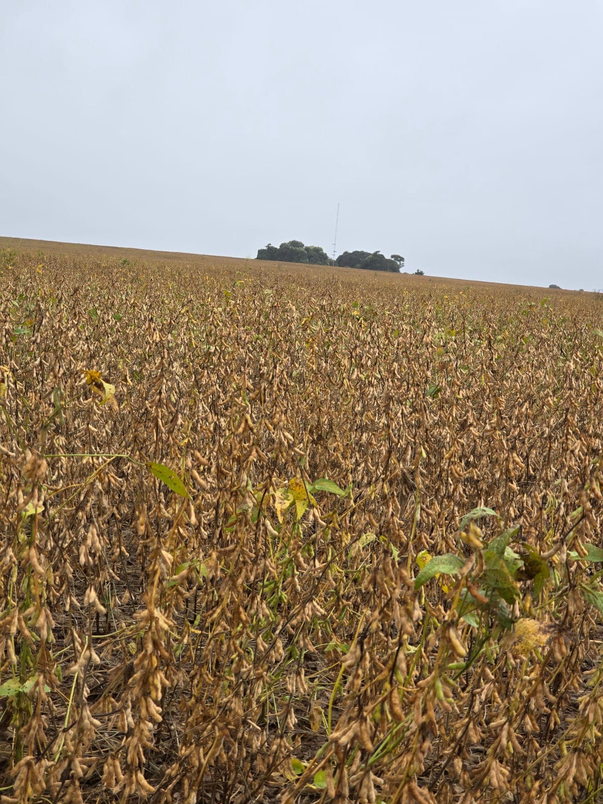 Planta de soja com identificação Sementes Faita em campo