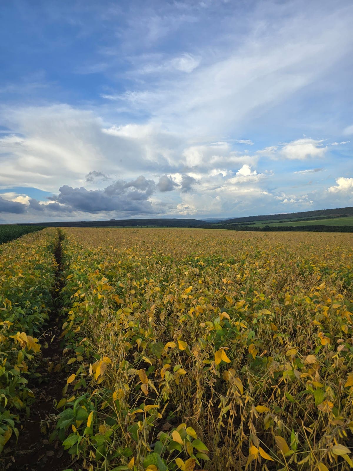 Campo de soja em estágio final de maturação